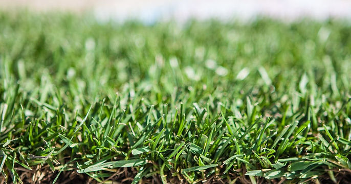 Grass Sod Near Me image.jpg
