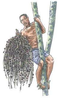 açaí.png