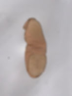 Split Sole Ballet Shoe Back View