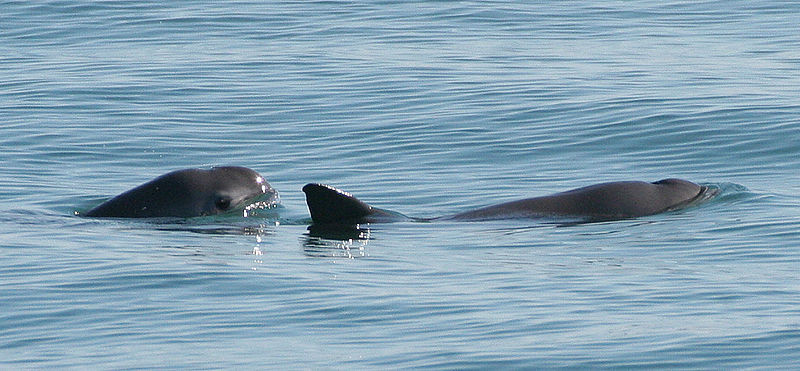 Species Spotlight: Vaquita
