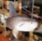 A model of an ocean sunfish suspended from the ceiling of a museum gallery as viewed from a balcony.