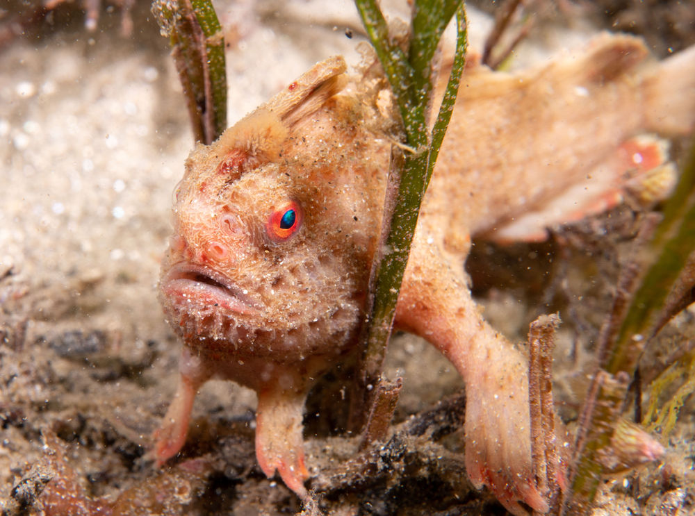 Smooth Handfish, the First Marine Bony Fish Declared Extinct in Modern Times