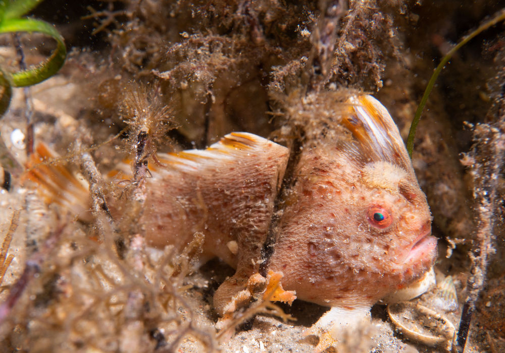 Smooth Handfish, the First Marine Bony Fish Declared Extinct in Modern Times