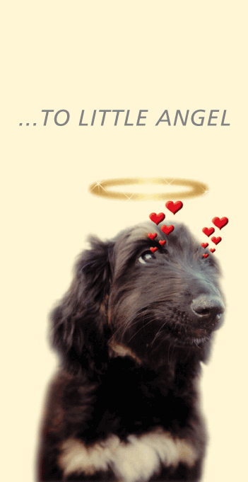 Angel dog