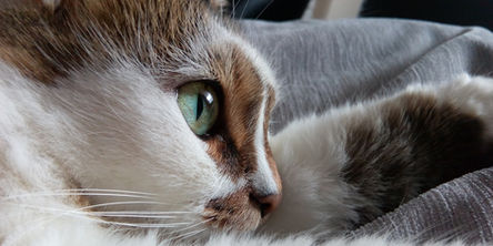 Ferienbetreuung Katze in Bern