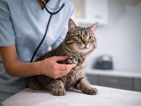 ältere katze beim tierarzt