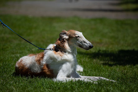 Hundecoaching Bern – Training von Impulskontrolle im Alltag