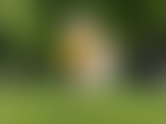 Hund spielt mit Frisbee und trainiert Nase und Verstand