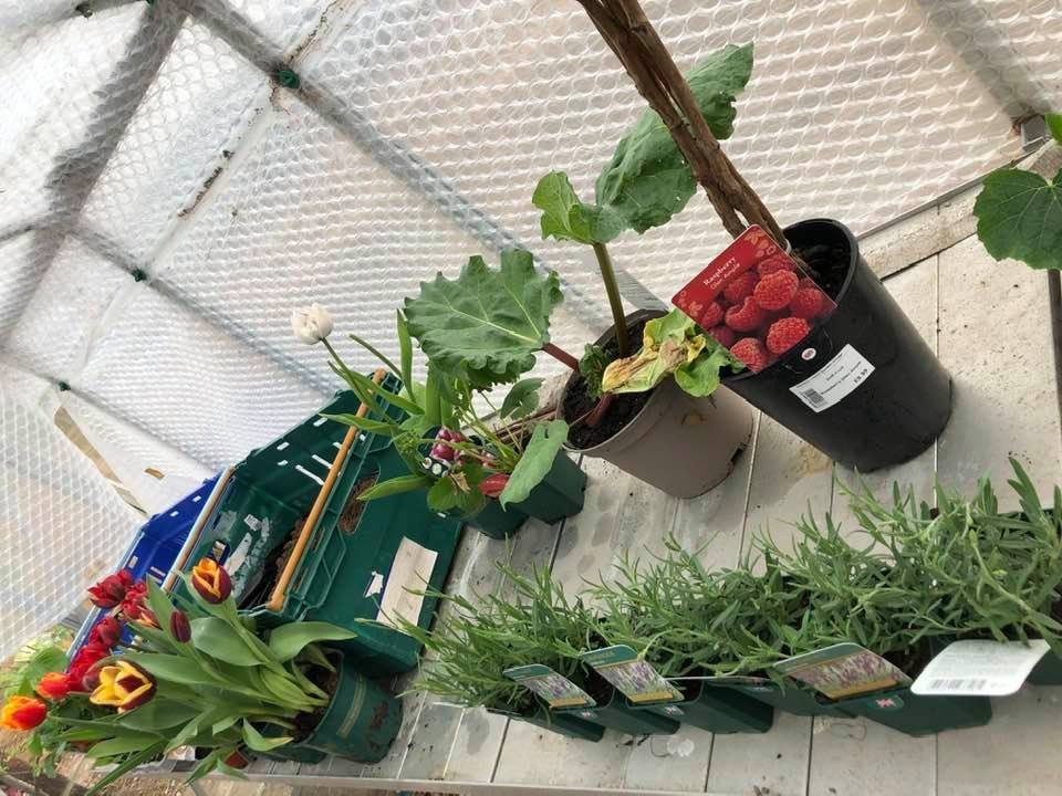 I got this delivery fro the local garden centre this week!