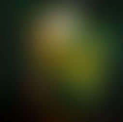 Floral Decorations for Every Occasion