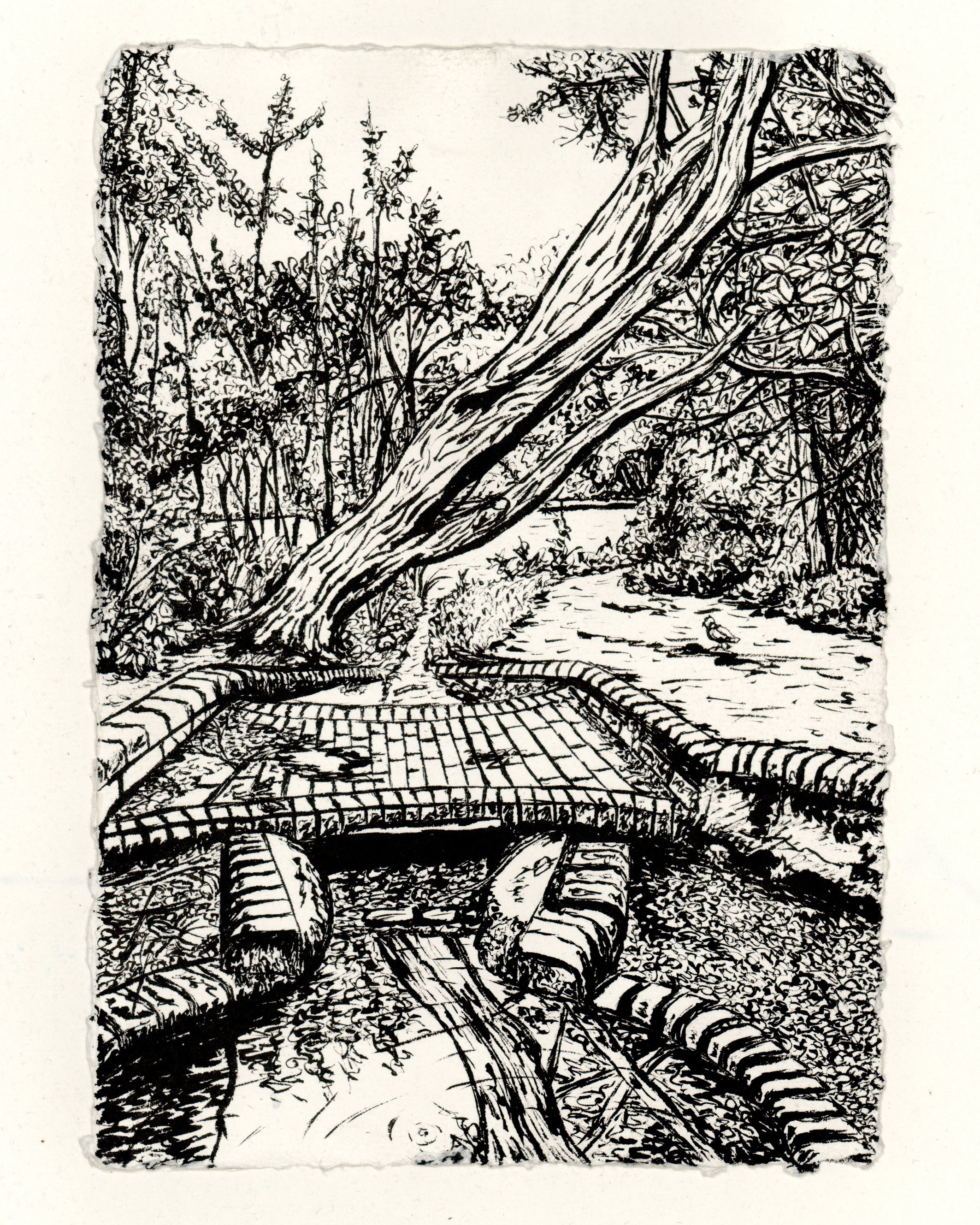 River Ravensbourne by Keston Ponds