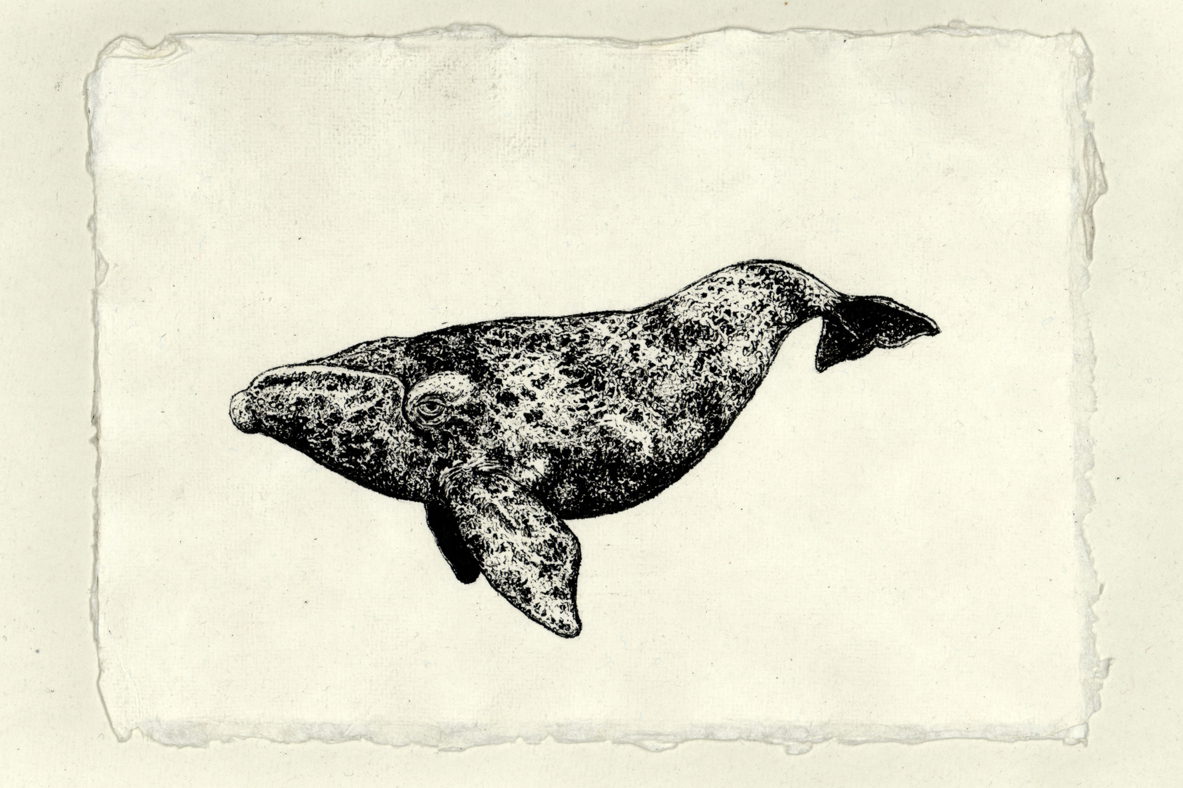 North Atlantic Right Whale