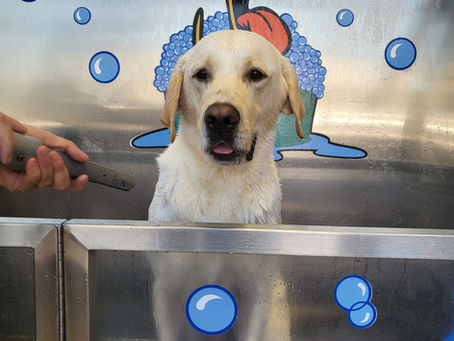 Happiness comes in many forms 🐾🐾