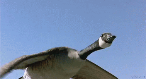 Loose with the Goose