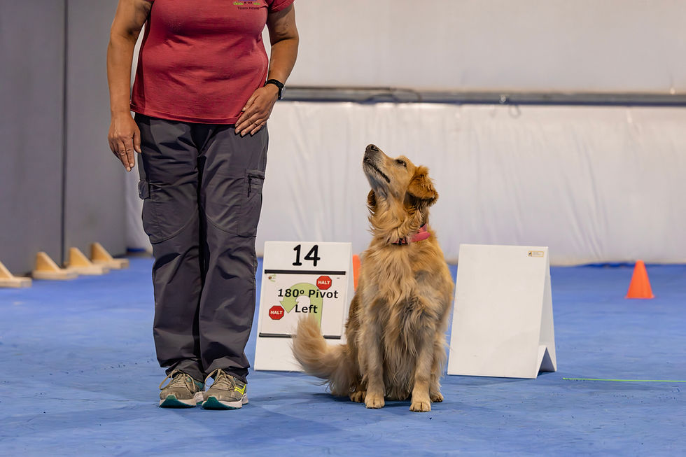 Try-it Rally Obedience