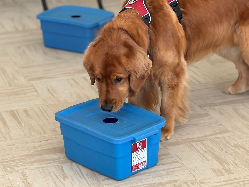 Started Scent Detection Level - NEW INTAKE (no class Thanksgiving)