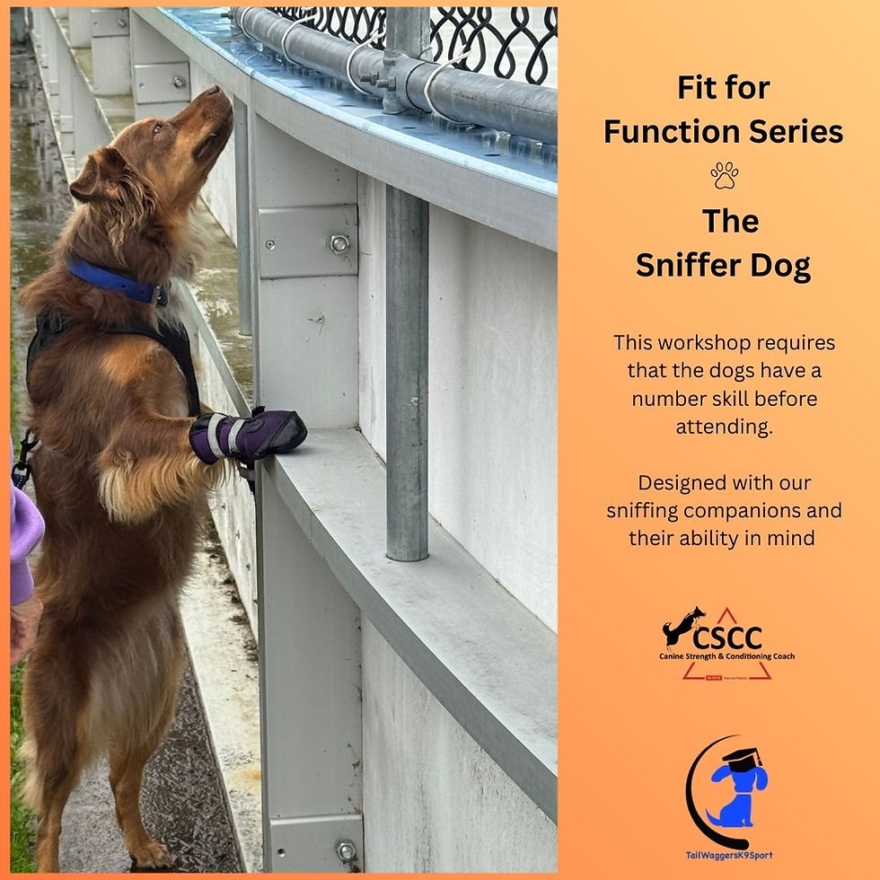 Fit for Function Series - The Sniffer Dog