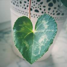 heart-shaped leaf