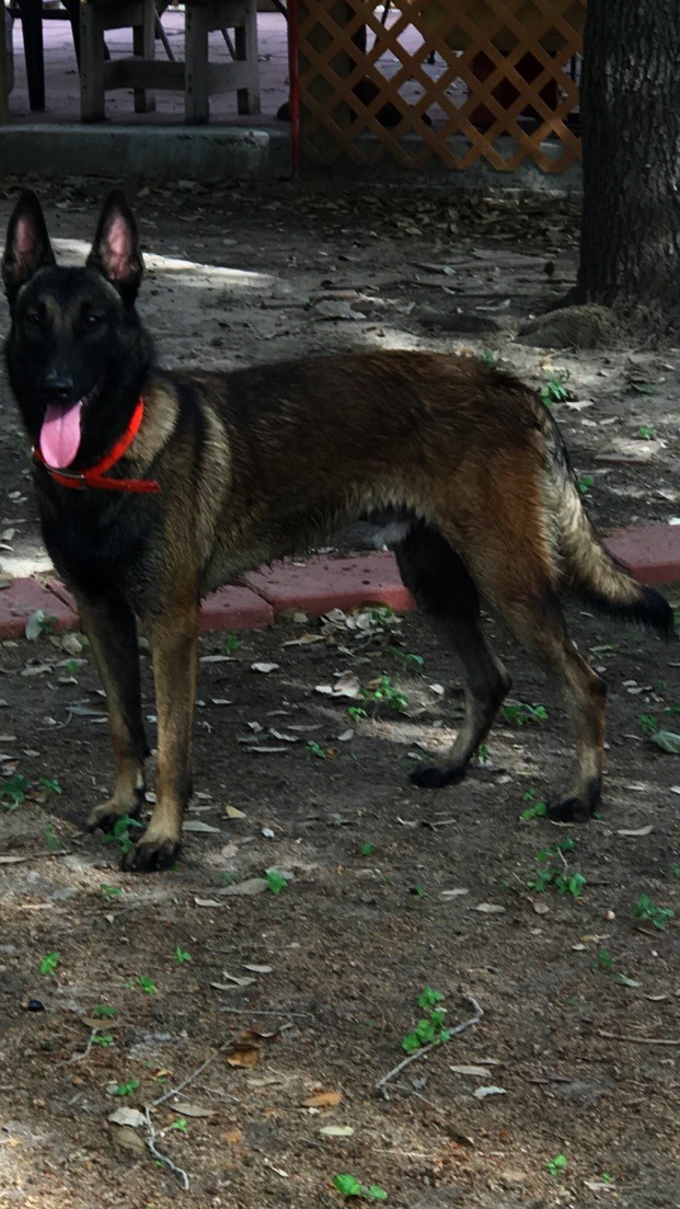 FLASH (AVISA`S STRIKER)