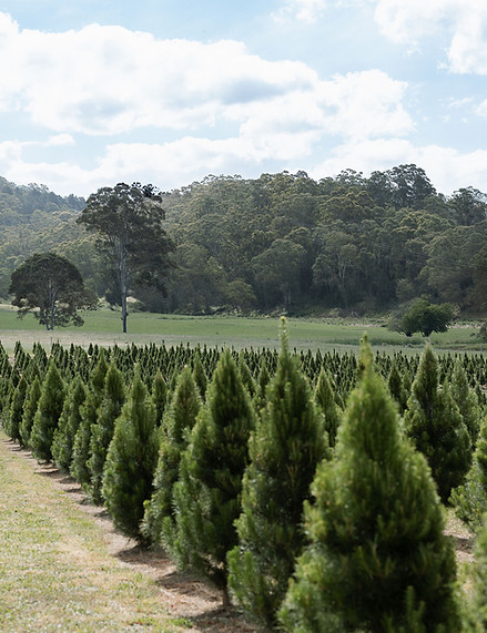 Christmas Trees