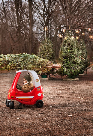 Christmas Tree Pick Up_edited.jpg