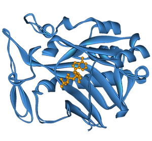 Homology model of a therapeutics
