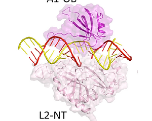 Molecular dynamics simulation of RNA Editing Ligase Complex