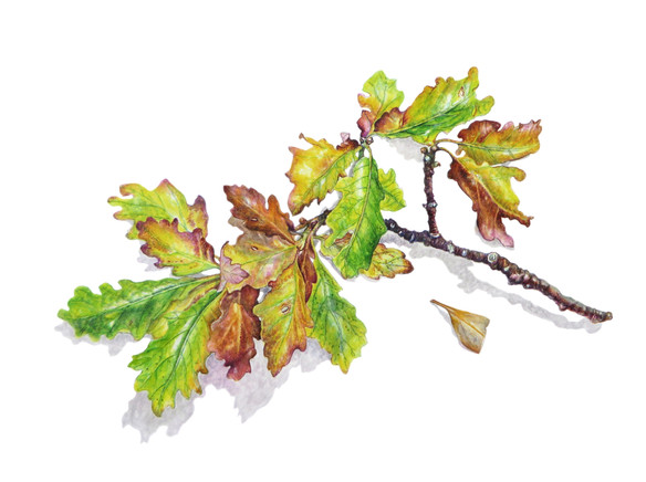 Oak Leaves