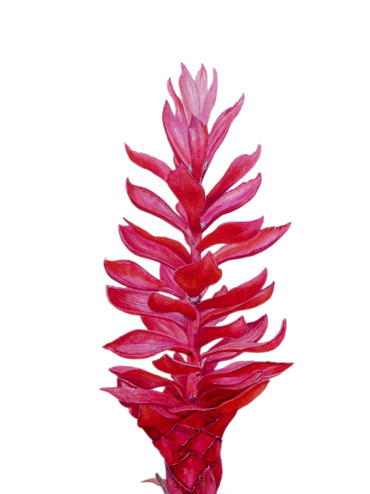 Red Ginger 'Alpinia purpurata'