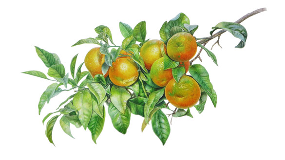 Orange 'Citrus sinensis'