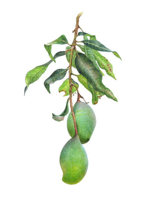 Mango 'Mangifera indica'