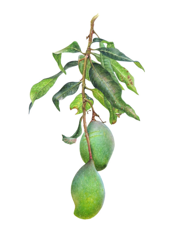 Mango 'Mangifera indica'