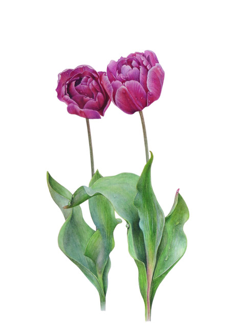 Tulip 'Purple Prince'