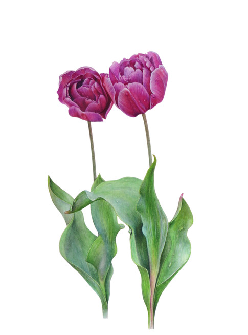 Tulip 'Purple Prince'