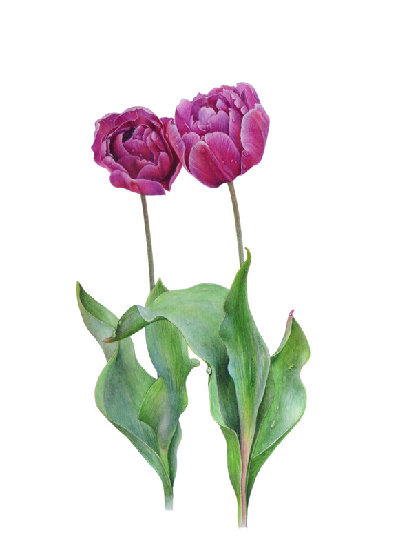 Tulip 'Purple Prince'