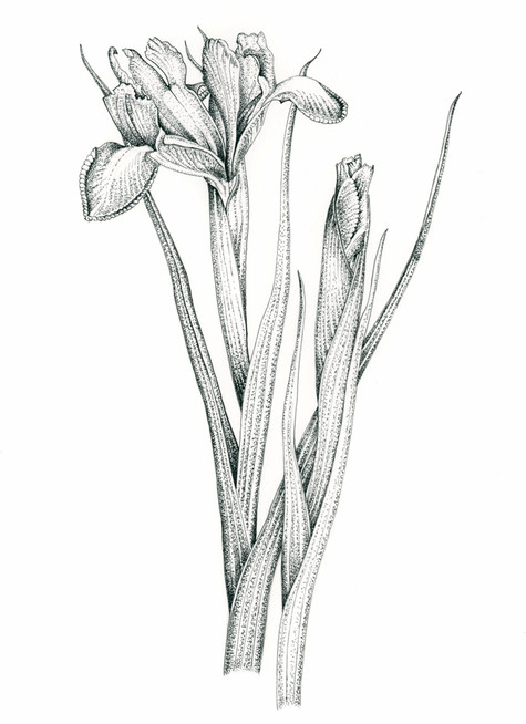 Pen and Ink-iris.jpeg