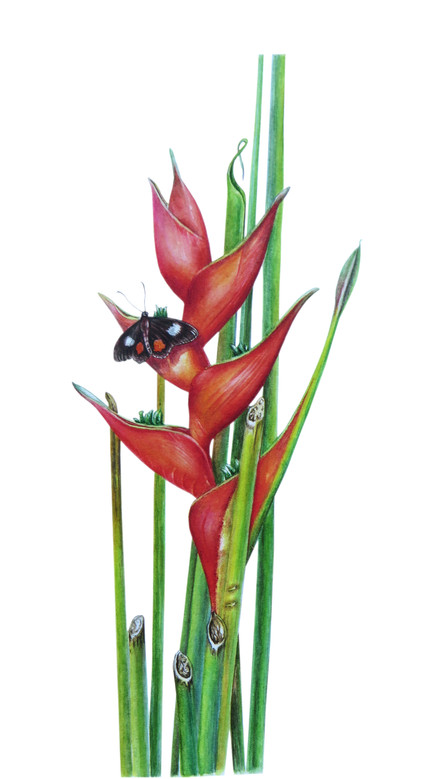 Heliconia