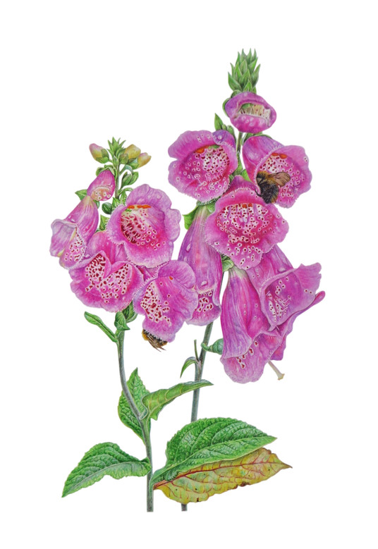 Foxglove " Digitalis Purpurea"