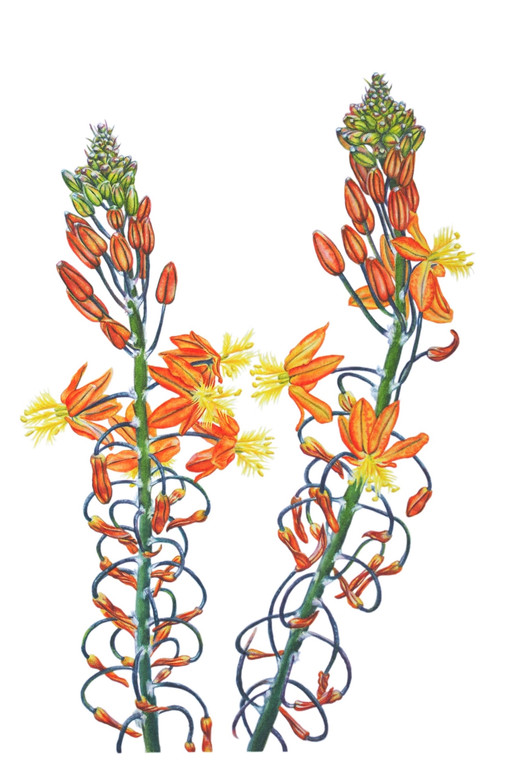 Bulbine Caulescens