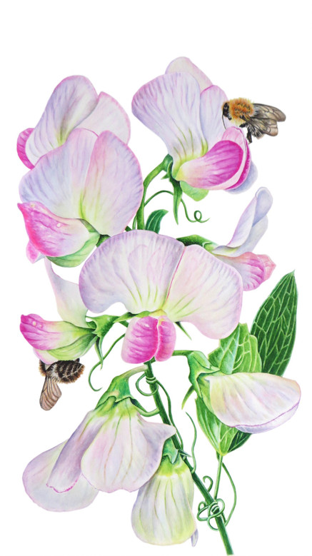 Sweet Pea