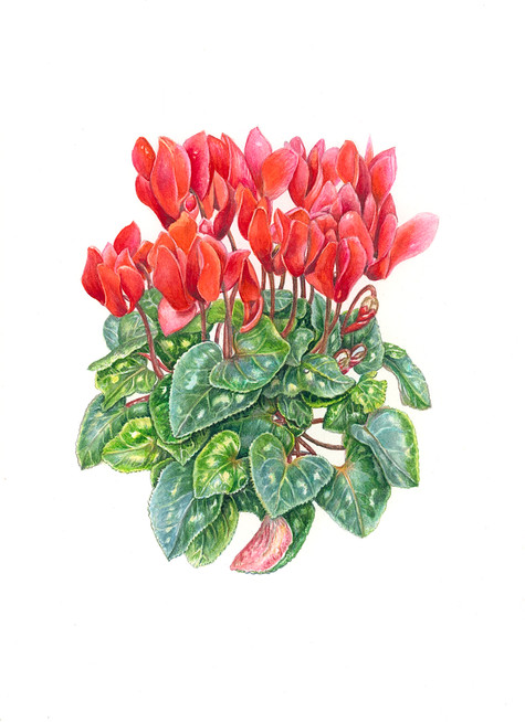 Cyclamen