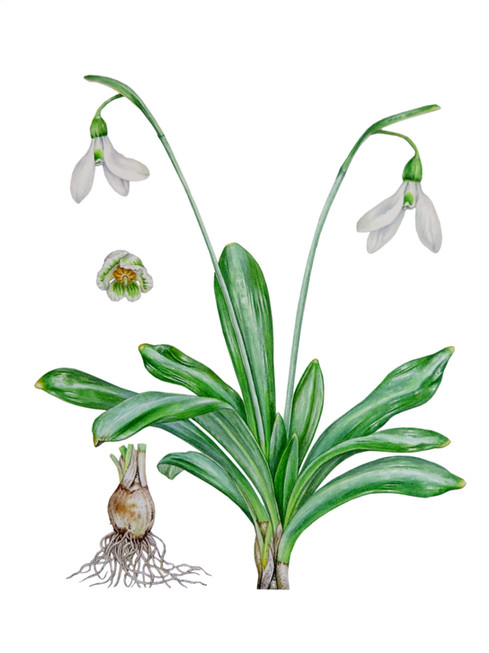 Snow drop 'Hill_View'