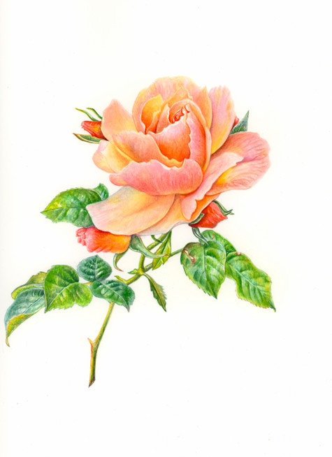 Grandiflora Rose (1).jpeg