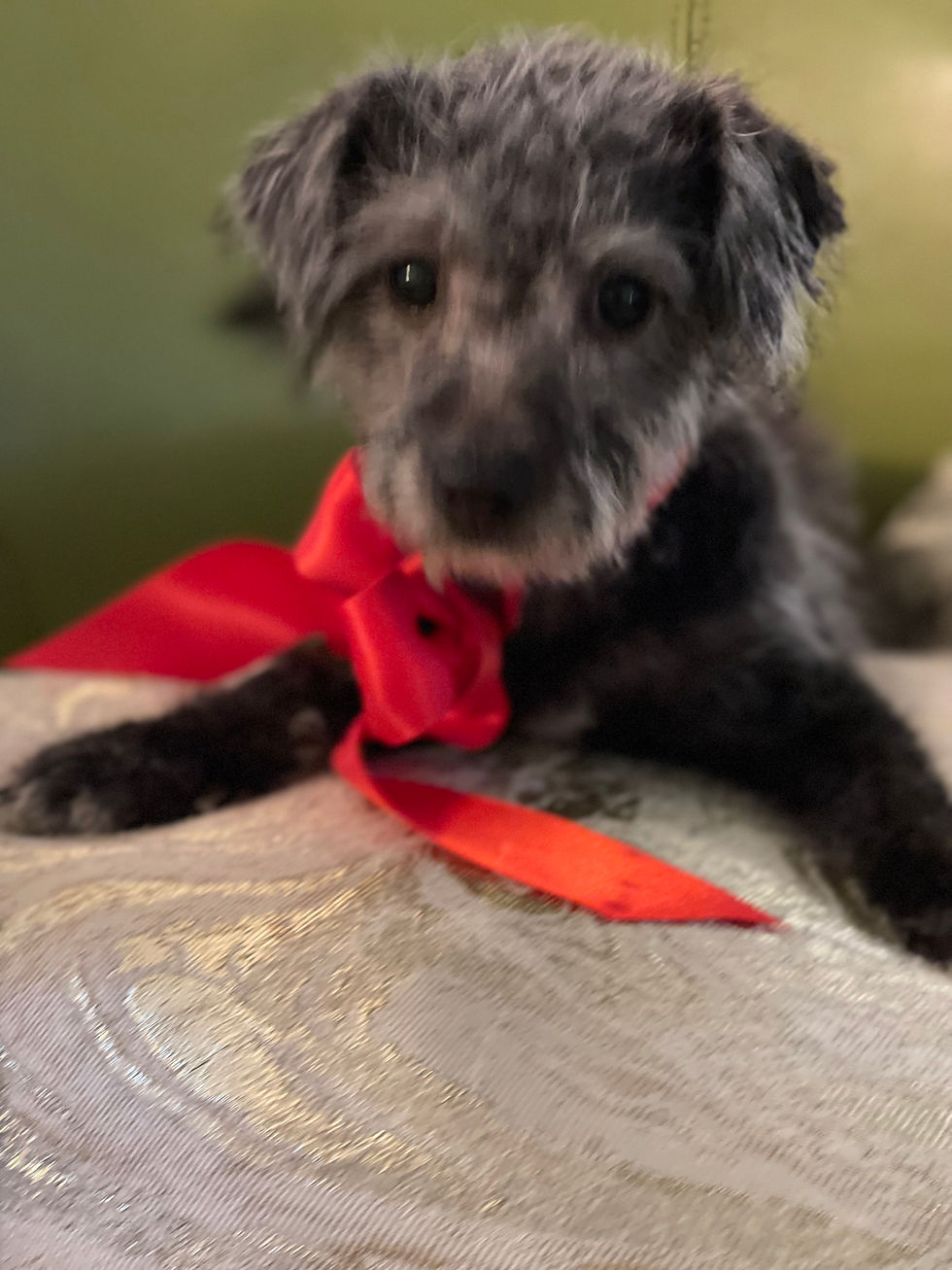 Thumbnail: Bella Yorkie-Poo Puppy