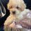 Thumbnail: Sadie Yorkie-Poo Puppy