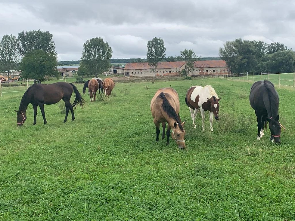 Miniatúra: Prevádzkovateľ strediska chovu koní