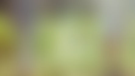 THE QUEST FOR SHALOM (שָׁלוֹם)