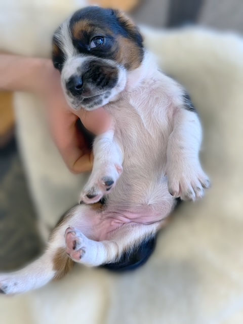 Thumbnail: Playful Basset Hound Pup