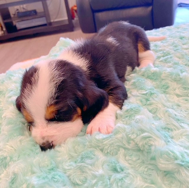 Thumbnail: Playful Basset Hound Pup