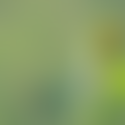 Three Bee-Eaters of Vietnam — Colour, Precision, and Life in the Open